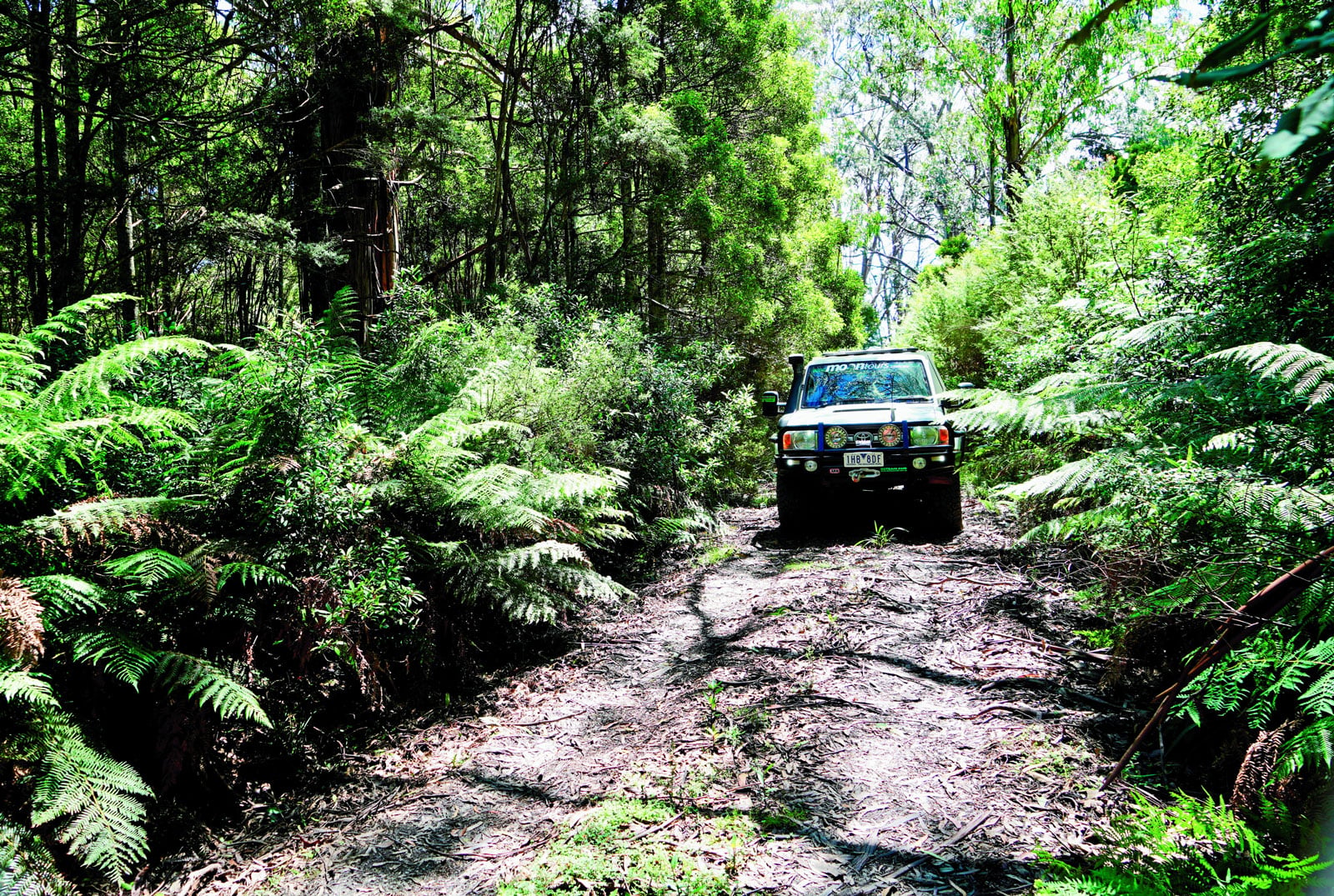 Off-road SUV navigating a narrow dirt trail through a lush green forest filled with ferns.
