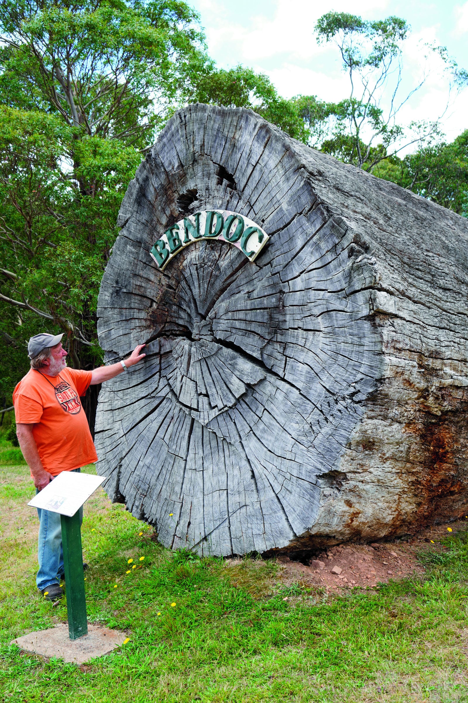 Large, weathered tree stump cross-section with visible growth rings; a man in an orange shirt and cap points at it beside a display board in a grassy park.