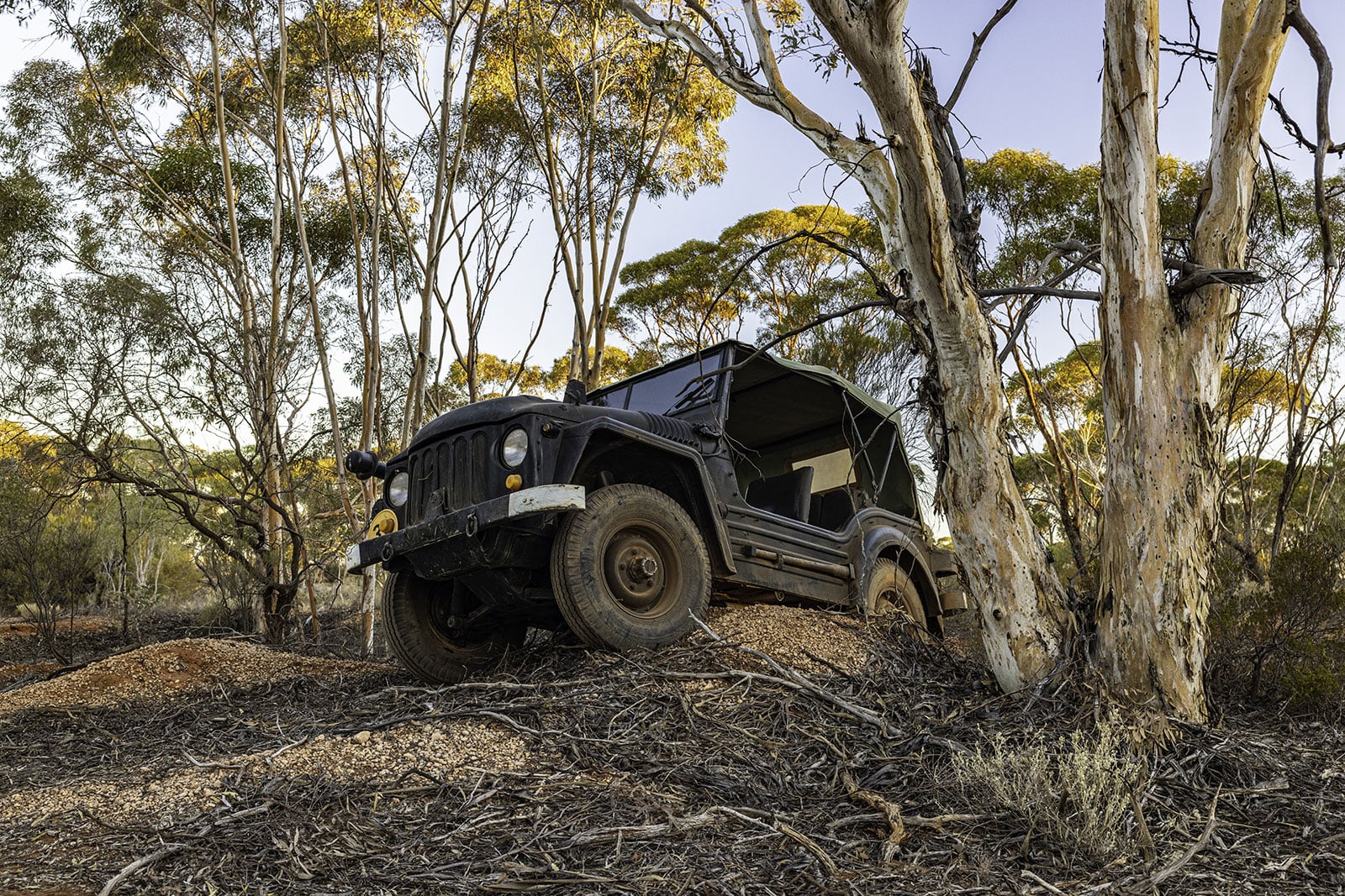 Abandoned black jeep with a torn canvas roof on a rocky mound among tall trees in a dry forest.