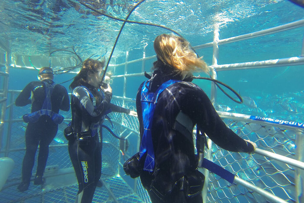 Shark diving at Port Lincoln