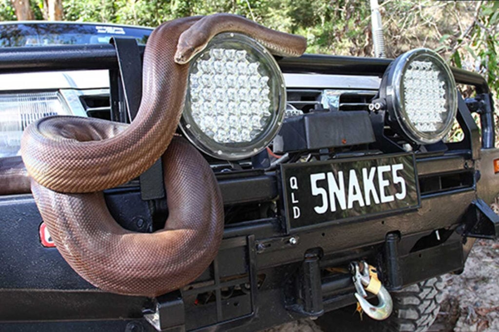 What to do when encounter snake in bush