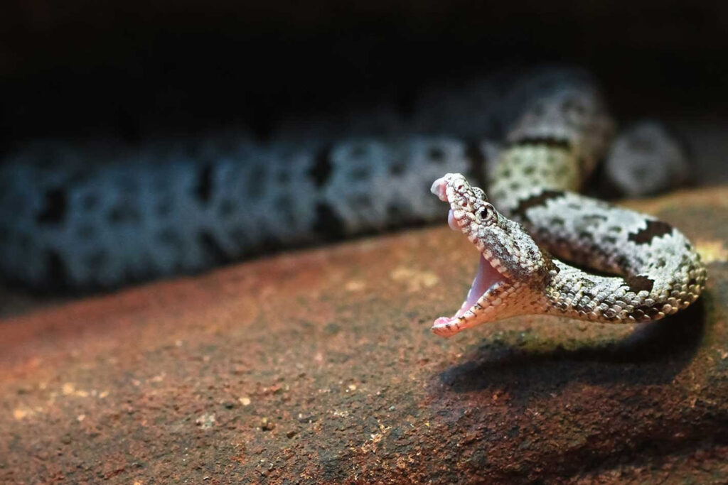 Animal threats in Australia
