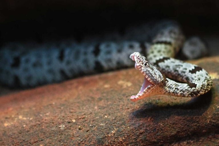 Animal threats in Australia