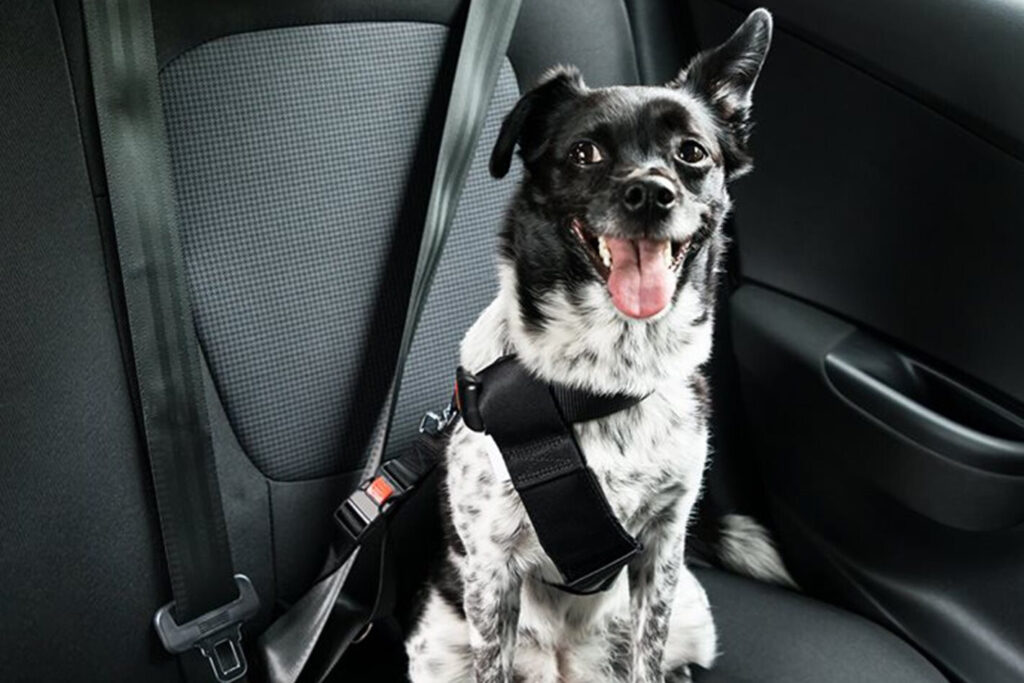 dog in car