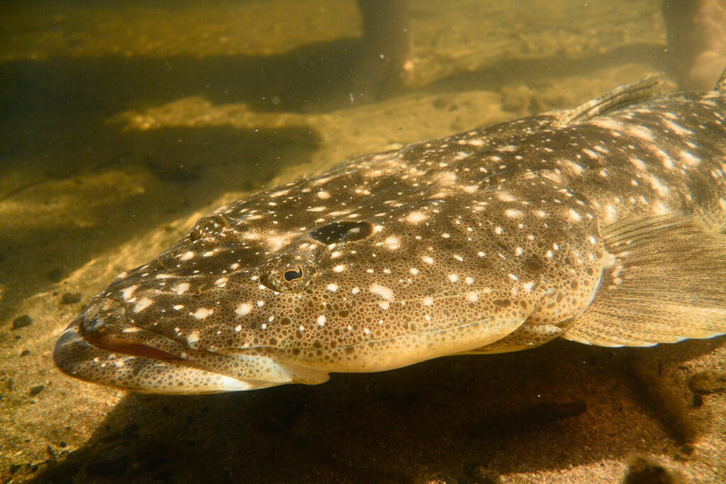 Tight Lines: How to fish during silly season