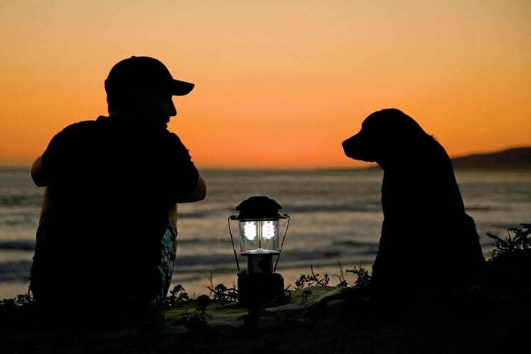 How to travel with your pets