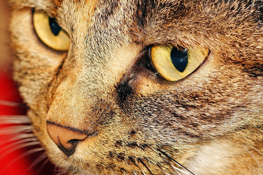 Feral felines are killing off our native wildlife. But is a cat cull called for? Ron Moon reckons so.