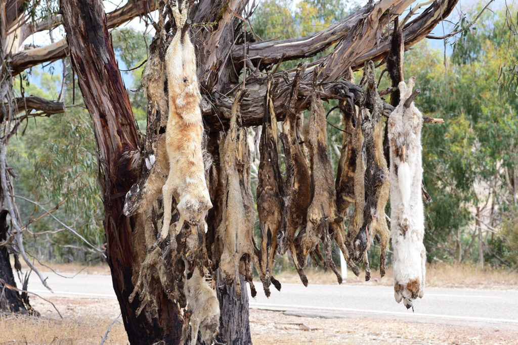 Australian farmers need help overcoming feral dog dilemma