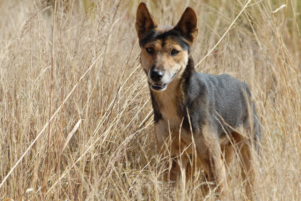 Encounters with outback wildlife